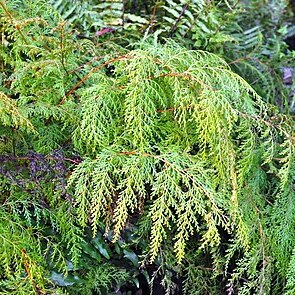 Hymenophyllum javanicum unspecified picture