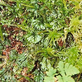 Hymenophyllum wilsonii unspecified picture