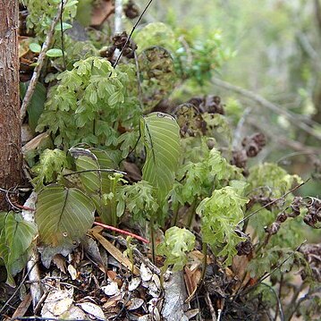 Hymenophyllum cruentum unspecified picture