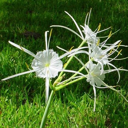 Hymenocallis pimana unspecified picture