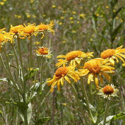 Hymenoxys unspecified picture