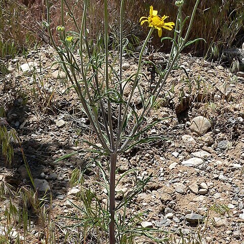 Hymenoxys lemmonii unspecified picture