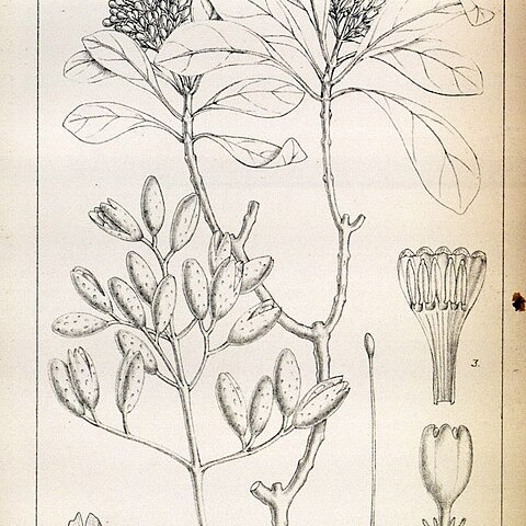 Hymenodictyon parvifolium unspecified picture