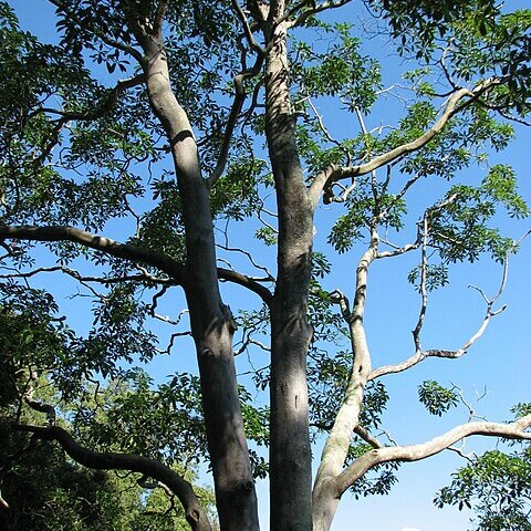 Hymenosporum flavum unspecified picture