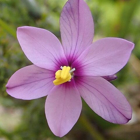 Ixia confusa unspecified picture