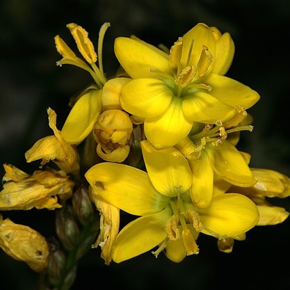 Ixia odorata unspecified picture