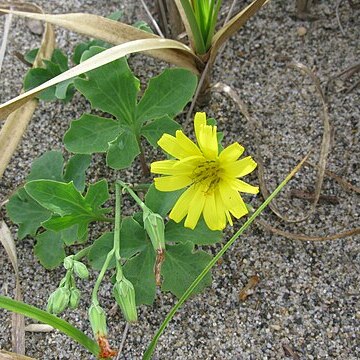 Ixeris repens unspecified picture