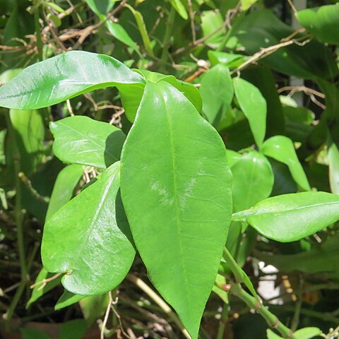 Euphorbia lancifolia unspecified picture