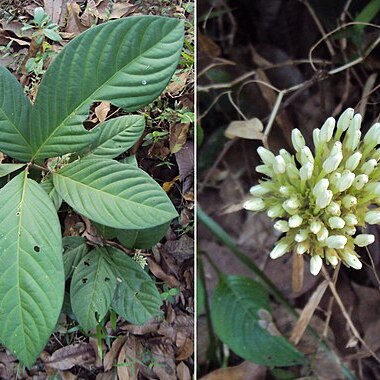 Ixora polyantha unspecified picture