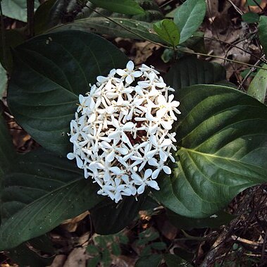 Ixora polyantha unspecified picture