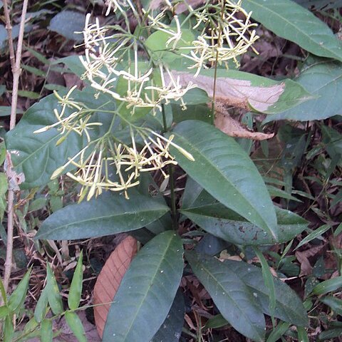 Ixora malabarica unspecified picture