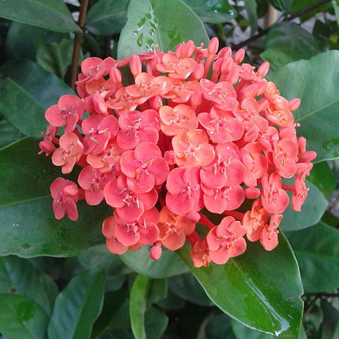 Ixora javanica unspecified picture