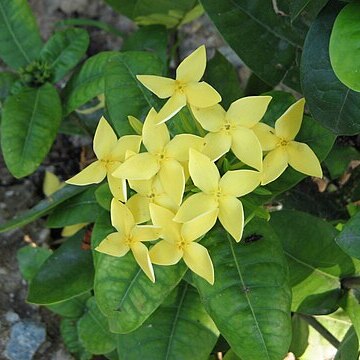 Ixora siamensis unspecified picture