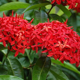 Ixora casei unspecified picture