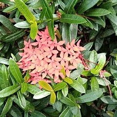 Ixora nana unspecified picture