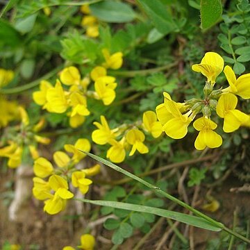 Hippocrepis unspecified picture