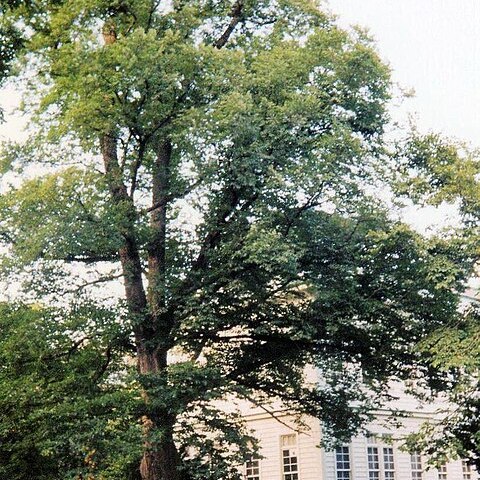 Ulmus davidiana var. japonica unspecified picture