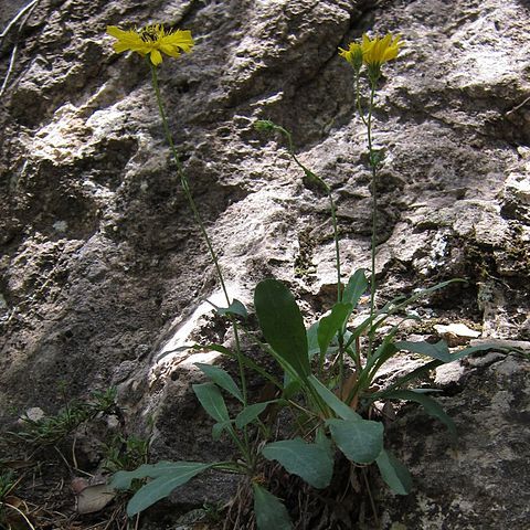 Hieracium laniferum unspecified picture