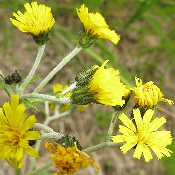 Hieracium japonicum unspecified picture