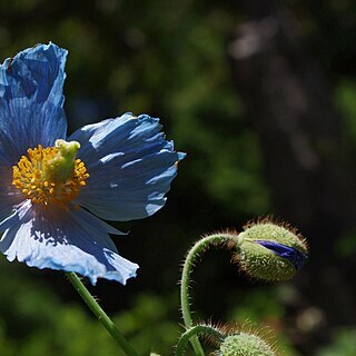 Meconopsis betonicifolia unspecified picture