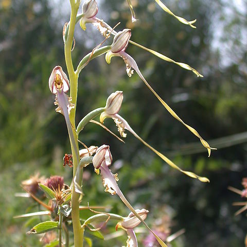 Himantoglossum caprinum unspecified picture