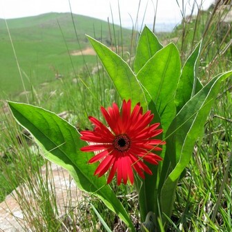 Gerbera aurantiaca unspecified picture