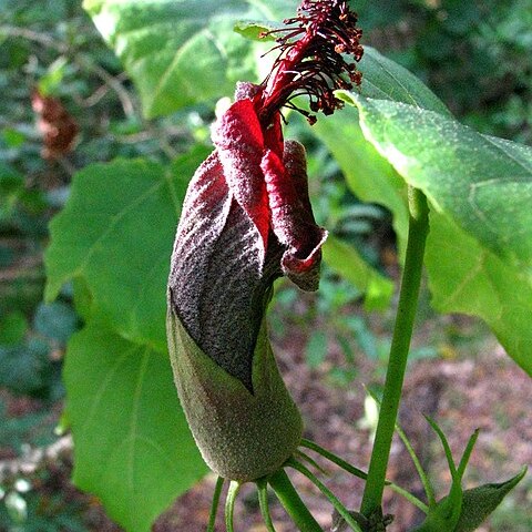 Hibiscadelphus giffardianus unspecified picture