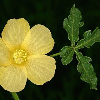 Hibiscus palmatus unspecified picture