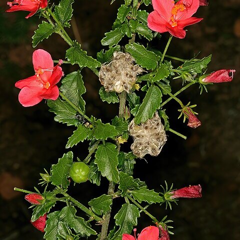 Hibiscus praeteritus unspecified picture