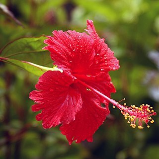 Hibiscus andersonii unspecified picture