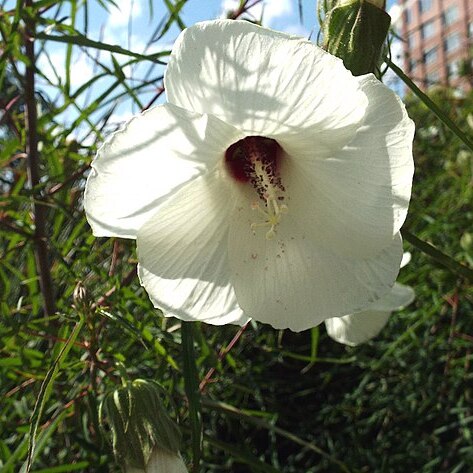 Hibiscus dasycalyx unspecified picture