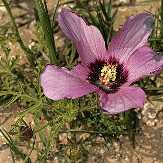 Hibiscus marlothianus unspecified picture