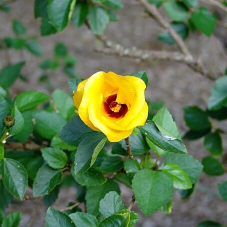 Hibiscus scottii unspecified picture