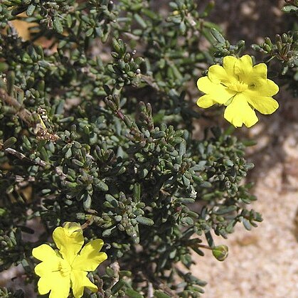 Hibbertia gracilipes unspecified picture