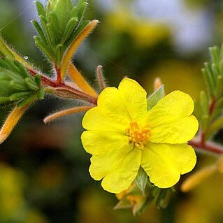 Hibbertia patens unspecified picture