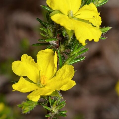 Hibbertia paeninsularis unspecified picture