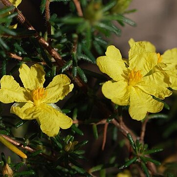 Hibbertia puberula unspecified picture