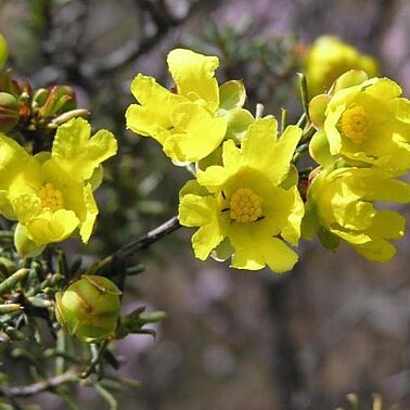 Hibbertia pungens unspecified picture