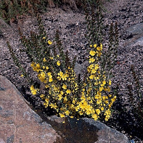 Hibbertia pungens unspecified picture