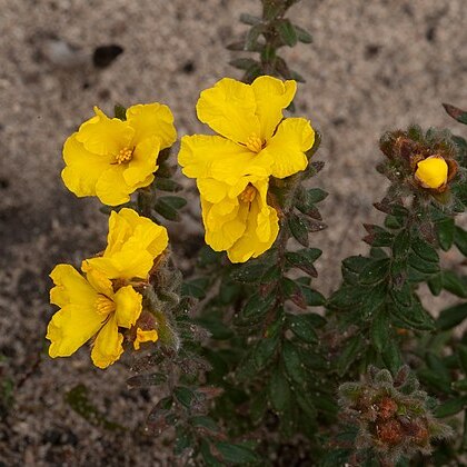 Hibbertia humifusa unspecified picture