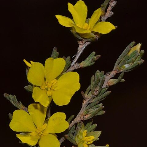 Hibbertia inclusa unspecified picture