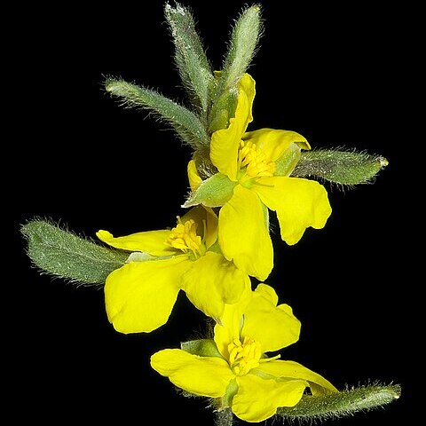 Hibbertia commutata unspecified picture