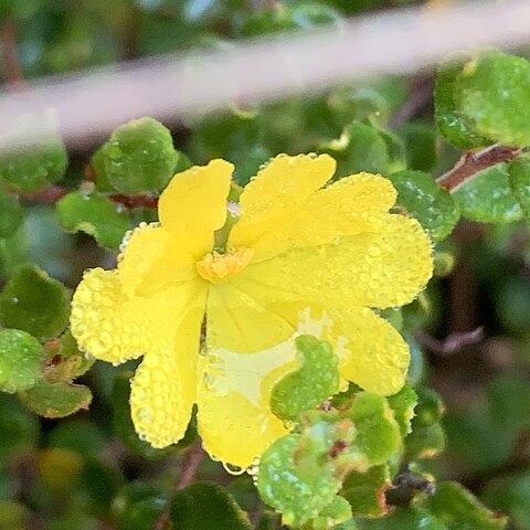 Hibbertia decumbens unspecified picture