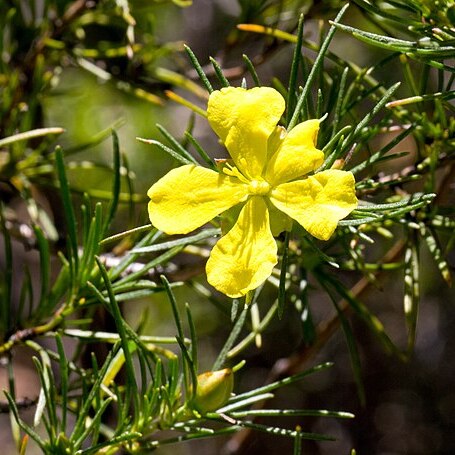 Hibbertia elata unspecified picture