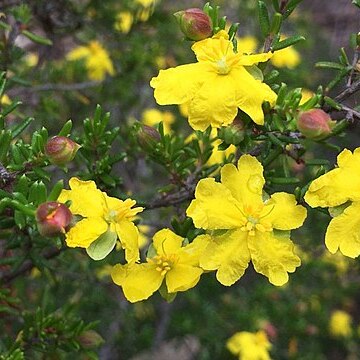 Hibbertia ericifolia unspecified picture