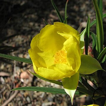 Hibbertia longifolia unspecified picture