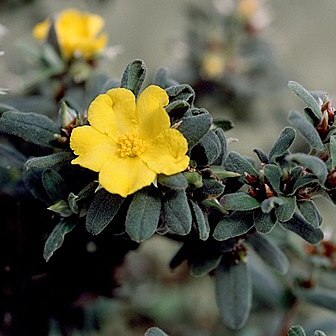 Hibbertia montana unspecified picture