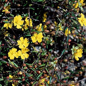 Hibbertia rufa unspecified picture