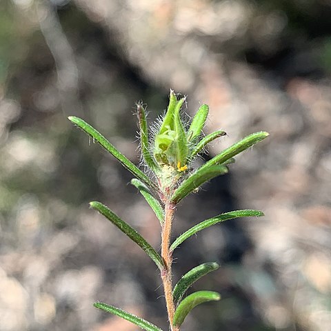 Hibbertia superans unspecified picture