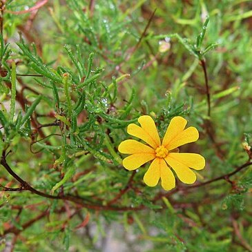 Hibbertia stellaris unspecified picture